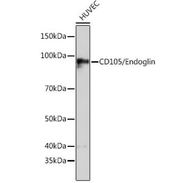 Western Blot - Anti-CD105 Antibody (A307167) - Antibodies.com