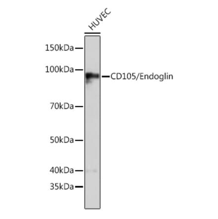 CD105 Antibodies | Antibodies.com