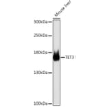 Western Blot - Anti-TET3 Antibody (A307169) - Antibodies.com