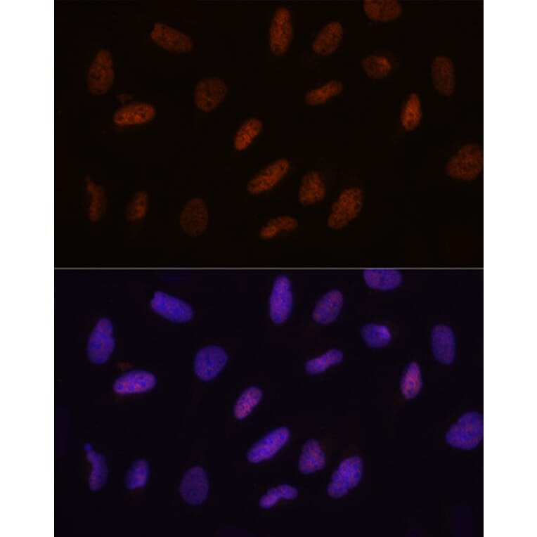 Immunofluorescence - Anti-TET3 Antibody (A307169) - Antibodies.com