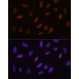 Immunofluorescence - Anti-TET3 Antibody (A307169) - Antibodies.com