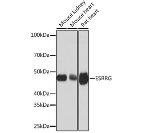 Western Blot - Anti-Estrogen Related Receptor gamma Antibody [ARC1653] (A307173) - Antibodies.com