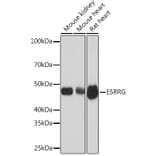 Western Blot - Anti-Estrogen Related Receptor gamma Antibody [ARC1653] (A307173) - Antibodies.com