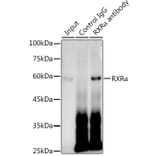 Western Blot - Anti-Retinoid X Receptor alpha / RXRA Antibody [ARC0468] (A307174) - Antibodies.com