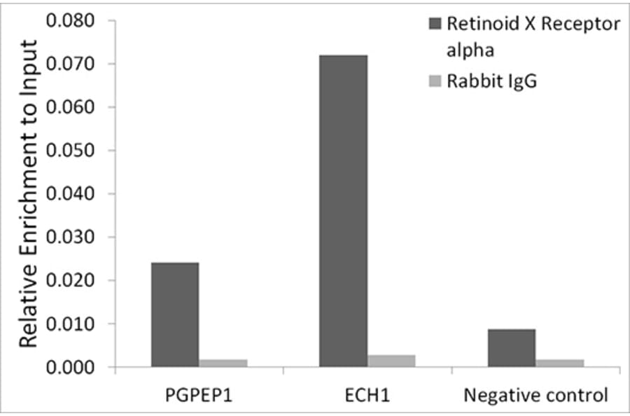 Chromatin Immunoprecipitation - Anti-Retinoid X Receptor alpha/RXRA Antibody [ARC0468] (A307174) - Antibodies.com