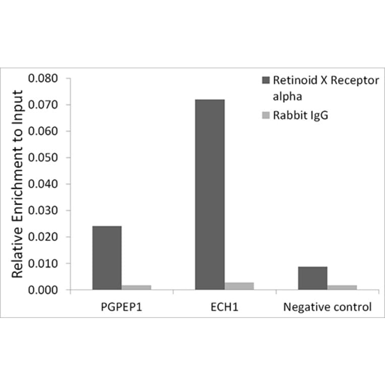 Chromatin Immunoprecipitation - Anti-Retinoid X Receptor alpha / RXRA Antibody [ARC0468] (A307174) - Antibodies.com