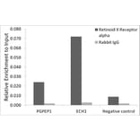 Chromatin Immunoprecipitation - Anti-Retinoid X Receptor alpha / RXRA Antibody [ARC0468] (A307174) - Antibodies.com