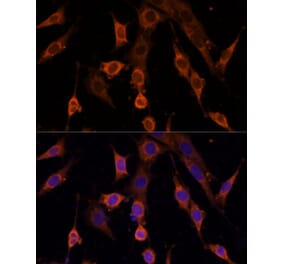 Immunofluorescence - Anti-PDCD4 Antibody (A307178) - Antibodies.com