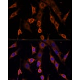 Immunofluorescence - Anti-PDCD4 Antibody (A307178) - Antibodies.com