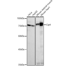 Western Blot - Anti-Cip4 Antibody [ARC2844] (A307181) - Antibodies.com
