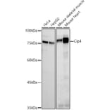 Western Blot - Anti-Cip4 Antibody [ARC2844] (A307181) - Antibodies.com