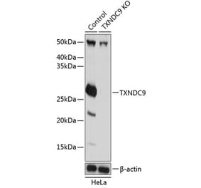 Western Blot - Anti-TXNDC9 Antibody (A307184) - Antibodies.com
