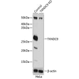 Western Blot - Anti-TXNDC9 Antibody (A307184) - Antibodies.com