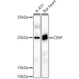 Western Blot - Anti-CINP Antibody (A307186) - Antibodies.com