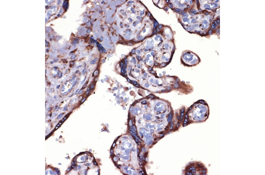 Immunohistochemistry - Anti-Peroxiredoxin 4 Antibody [ARC1442] (A307188) - Antibodies.com