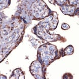 Immunohistochemistry - Anti-Peroxiredoxin 4 Antibody [ARC1442] (A307188) - Antibodies.com