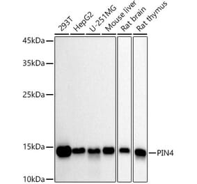 Western Blot - Anti-PIN4 Antibody [ARC2893] (A307191) - Antibodies.com