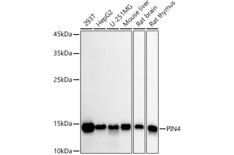Western Blot - Anti-PIN4 Antibody [ARC2893] (A307191) - Antibodies.com