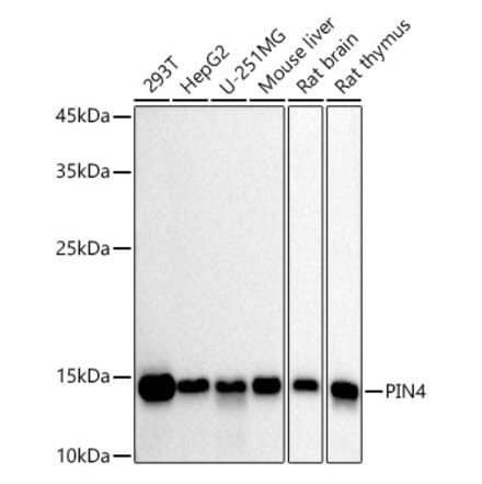 Western Blot - Anti-PIN4 Antibody [ARC2893] (A307191) - Antibodies.com