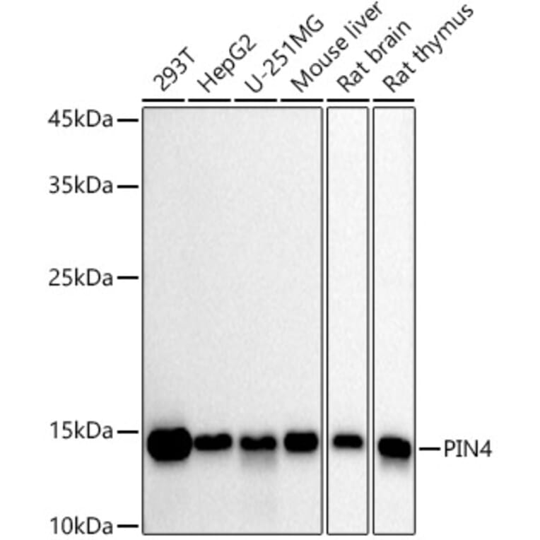 Western Blot - Anti-PIN4 Antibody [ARC2893] (A307191) - Antibodies.com