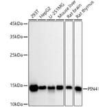 Western Blot - Anti-PIN4 Antibody [ARC2893] (A307191) - Antibodies.com