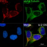 Immunofluorescence - Anti-TTC11 / FIS1 Antibody [ARC5010-01] (A307193) - Antibodies.com