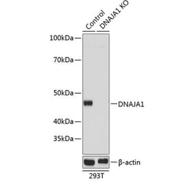 Western Blot - Anti-DNAJA1 Antibody (A307195) - Antibodies.com