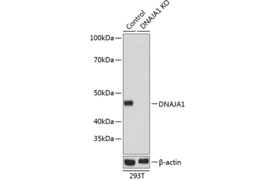 Western Blot - Anti-DNAJA1 Antibody (A307195) - Antibodies.com
