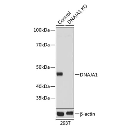 Western Blot - Anti-DNAJA1 Antibody (A307195) - Antibodies.com