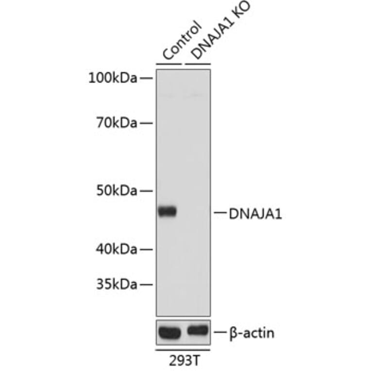Western Blot - Anti-DNAJA1 Antibody (A307195) - Antibodies.com