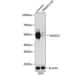 Western Blot - Anti-TXNDC5 Antibody (A307196) - Antibodies.com