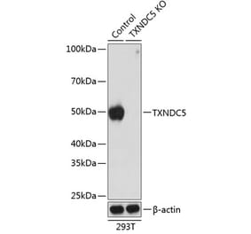 Western Blot - Anti-TXNDC5 Antibody (A307197) - Antibodies.com
