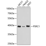 Western Blot - Anti-PSRC1/DDA3 Antibody (A307201) - Antibodies.com