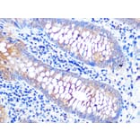 Immunohistochemistry - Anti-VAMP8/EDB Antibody [ARC1108] (A307203) - Antibodies.com