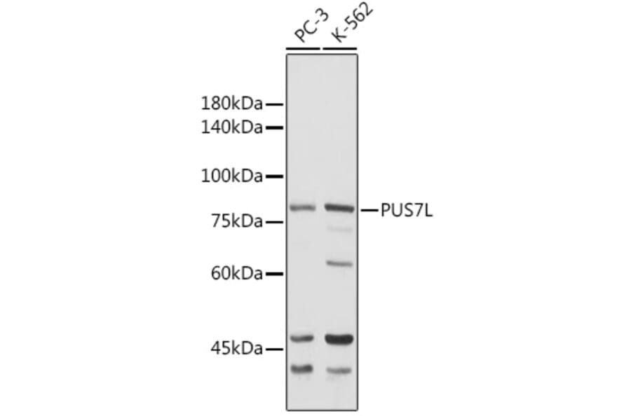 Western Blot - Anti-PUS7L Antibody (A307204) - Antibodies.com