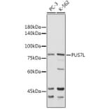 Western Blot - Anti-PUS7L Antibody (A307204) - Antibodies.com