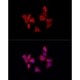 Immunofluorescence - Anti-PDXK.1 Antibody (A307205) - Antibodies.com