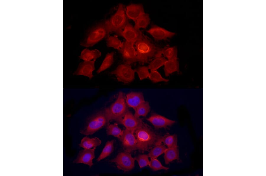 Immunofluorescence - Anti-PDXK.1 Antibody (A307205) - Antibodies.com