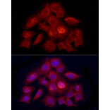 Immunofluorescence - Anti-PDXK.1 Antibody (A307205) - Antibodies.com