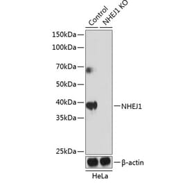 Western Blot - Anti-XLF Antibody (A307208) - Antibodies.com