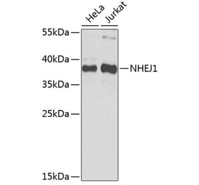 Western Blot - Anti-XLF Antibody (A307209) - Antibodies.com