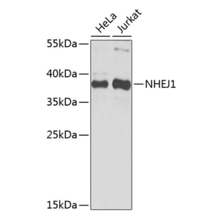Western Blot - Anti-XLF Antibody (A307209) - Antibodies.com
