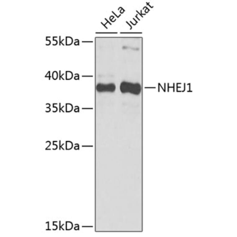 Western Blot - Anti-XLF Antibody (A307209) - Antibodies.com