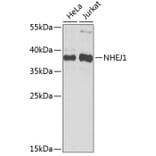 Western Blot - Anti-XLF Antibody (A307209) - Antibodies.com