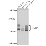 Western Blot - Anti-FMRP Antibody [ARC1026] (A307211) - Antibodies.com