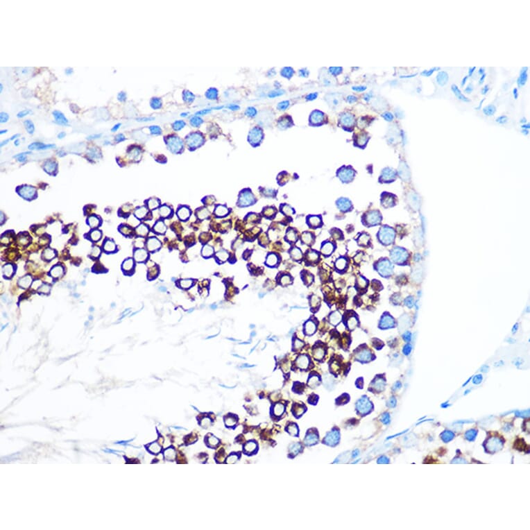 Immunohistochemistry - Anti-FMRP Antibody [ARC1026] (A307211) - Antibodies.com