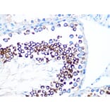 Immunohistochemistry - Anti-FMRP Antibody [ARC1026] (A307211) - Antibodies.com