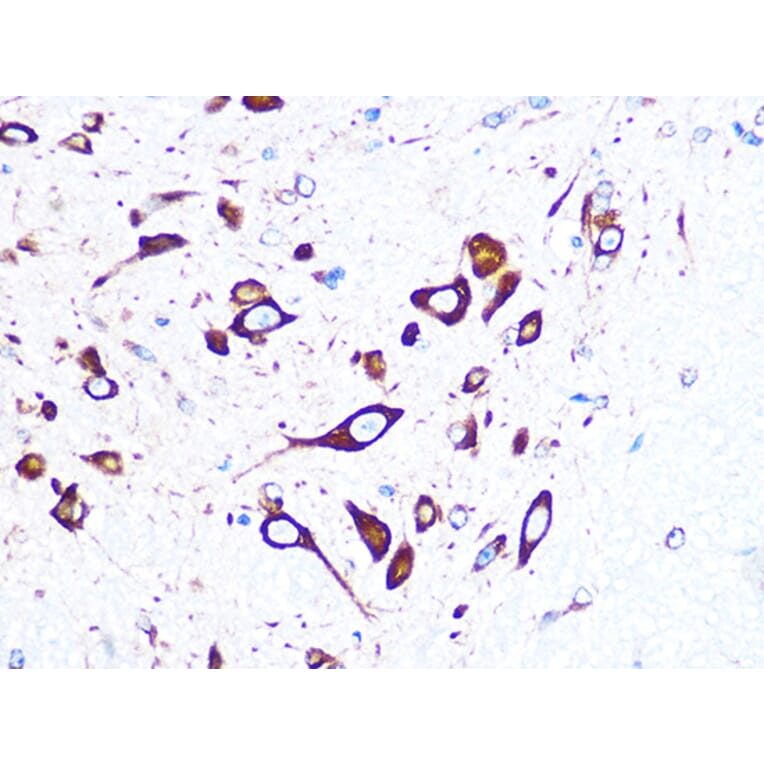 Immunohistochemistry - Anti-FMRP Antibody [ARC1026] (A307211) - Antibodies.com