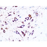 Immunohistochemistry - Anti-FMRP Antibody [ARC1026] (A307211) - Antibodies.com