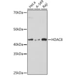 Western Blot - Anti-HDAC8 Antibody [ARC1331] (A307212) - Antibodies.com